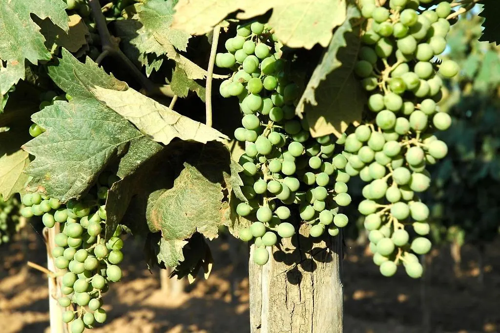 Tenuta Agricola Dell'Uccellina Magliano in Toscana Bauernhof